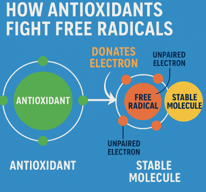 How Antioxidants Fight Free Radicals