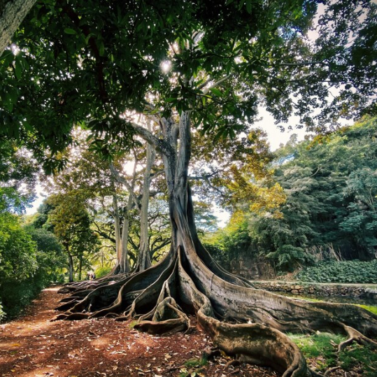 Spiritual Health - Tree 