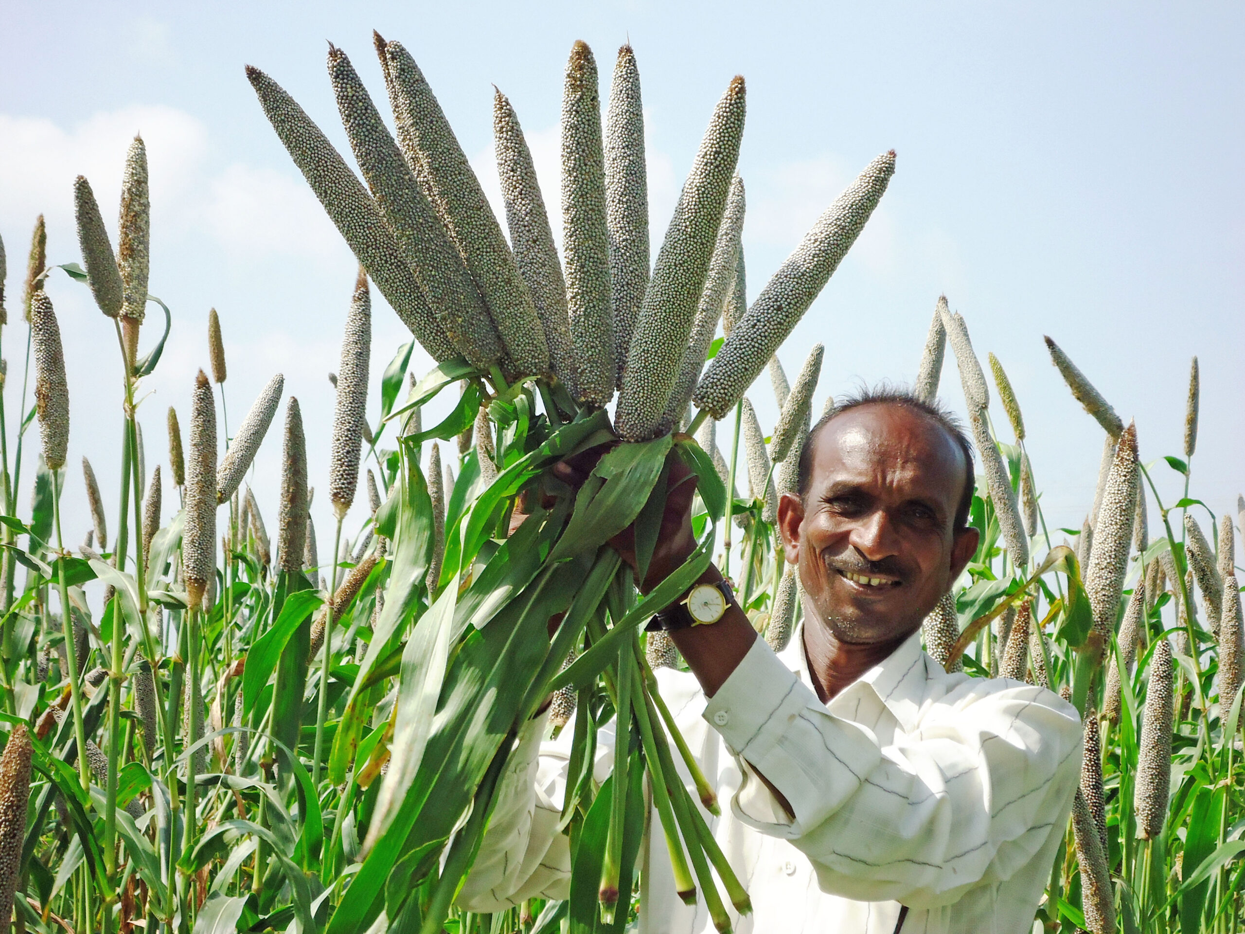 Pearl Millet