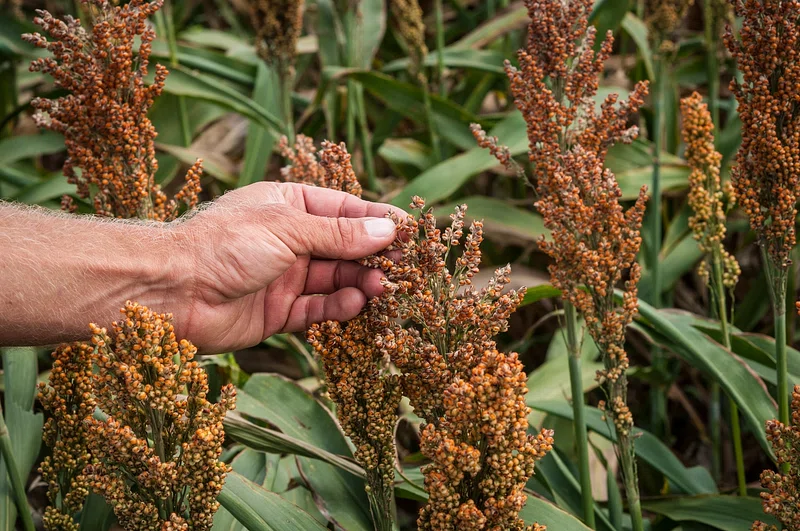 Sorghum Millet